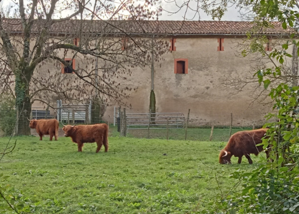 J1-4_vaches_600px_©MLuye