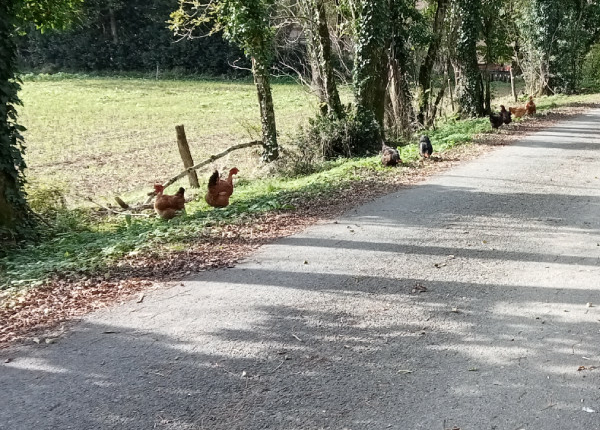 J1-9_poules_600px_©MLuye