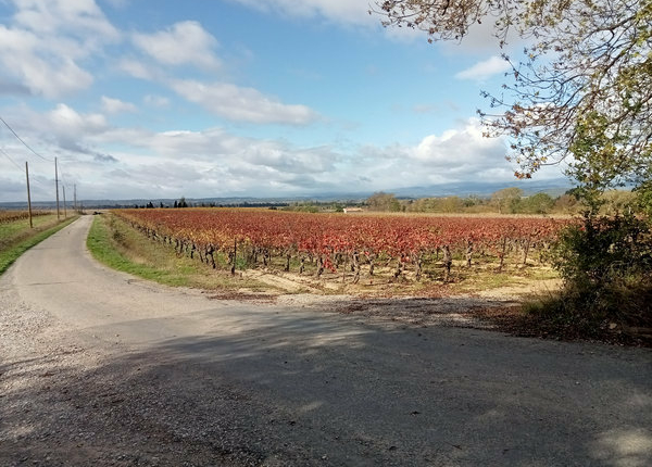 J5-4_vignes_600px_©MLuye J5-4_vignes_600px_©MLuye