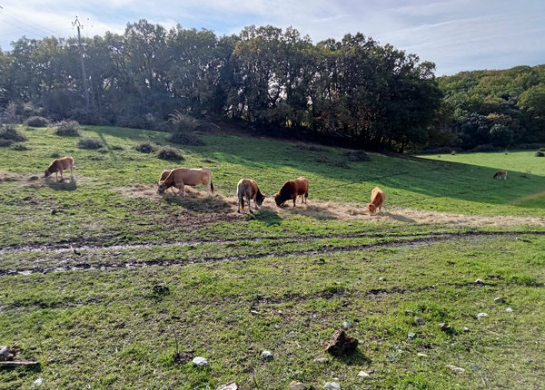 J8-4_vaches_600px_©MLuye J8-4_vaches_600px_©MLuye