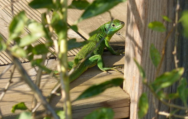 Un lézard vert s'invite aux Camparols...